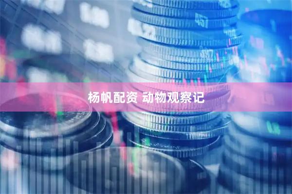 杨帆配资 动物观察记